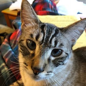 Meet your Posher, Bailey